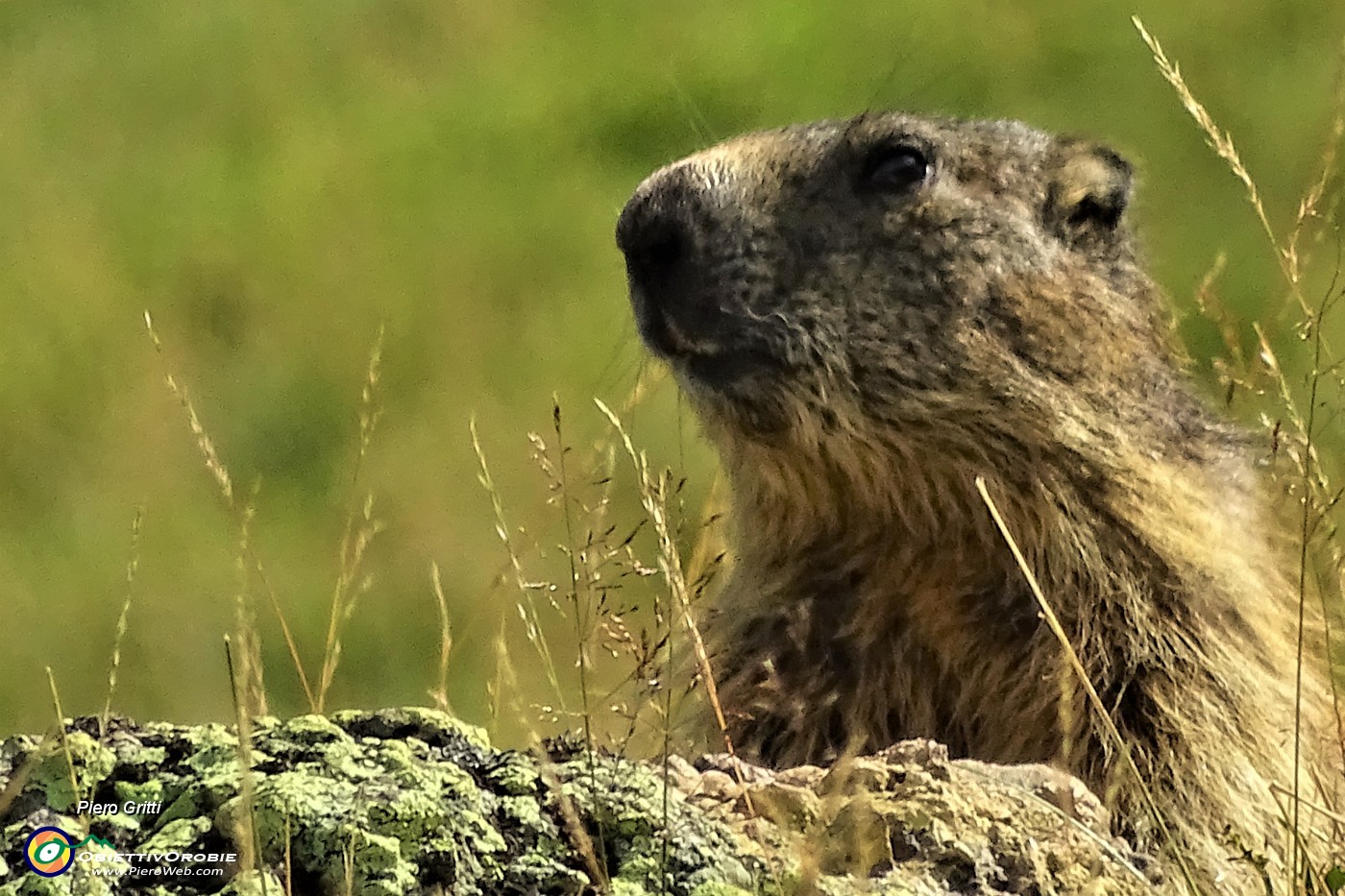 10 Marmotta in osservazione.JPG